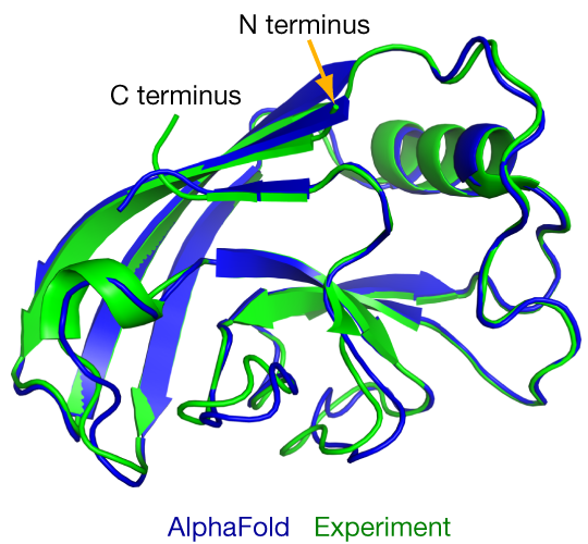 Ett veckat protein i 3D, där AlphaFolds förutsagda struktur i blått nästan helt täcker den experimentellt bestämda strukturen i grönt.