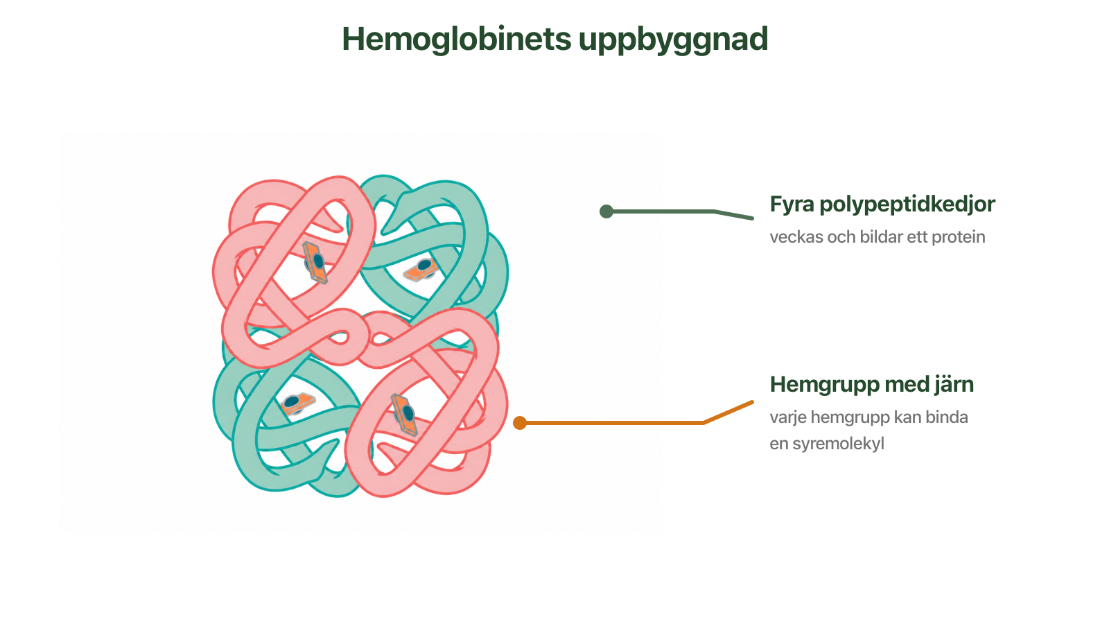 Hemoglobin med fyra polypeptidkedjor och fyra hemgrupper med järn.