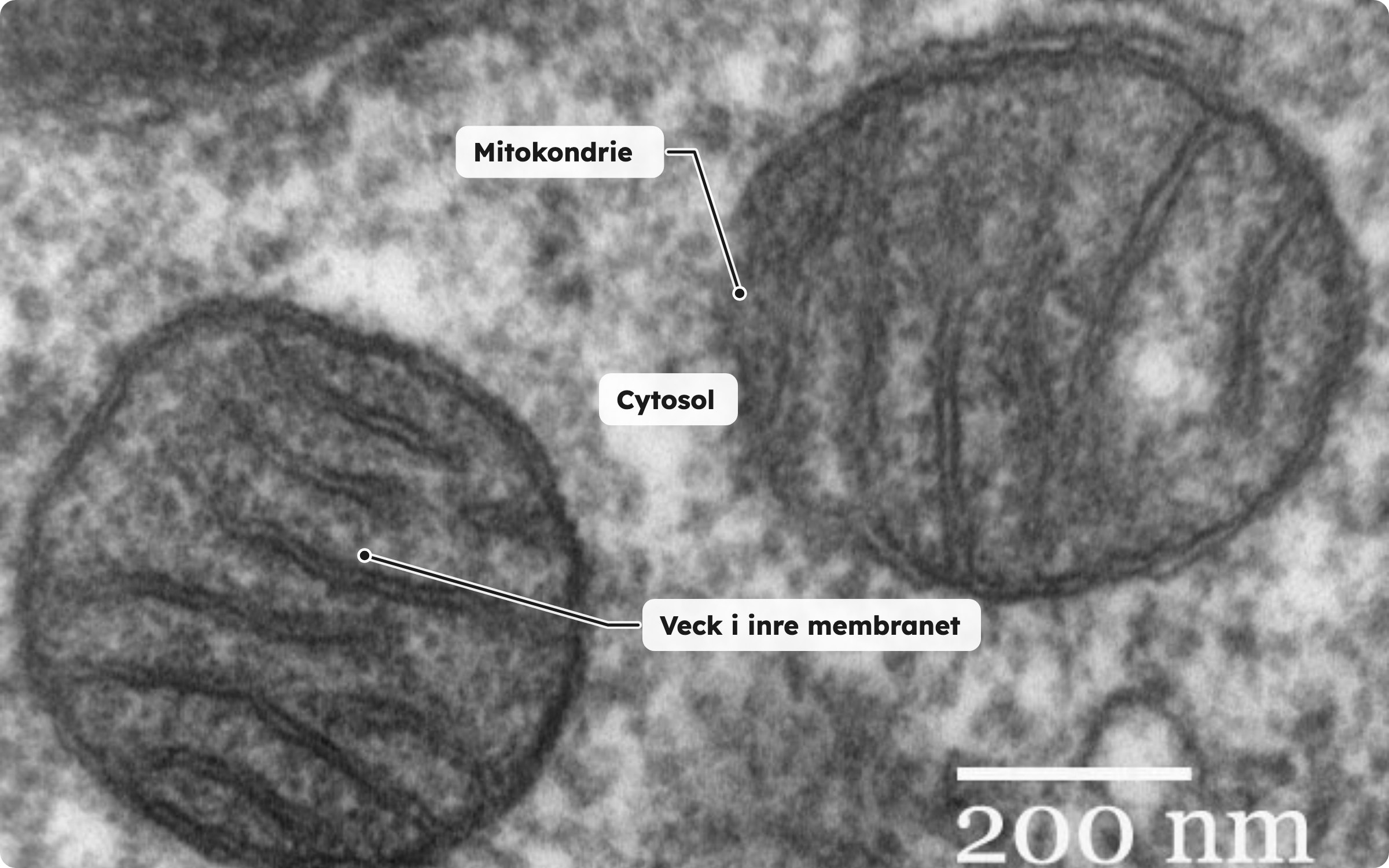 Elektronmikroskopbild av två mitokondrier i en lungcell. Vecken i det inre membranet syns som mörka linjer innanför det yttre membranet, och runt mitokondrierna finns cytosol. Skalstapeln motsvarar 200 nanometer.
