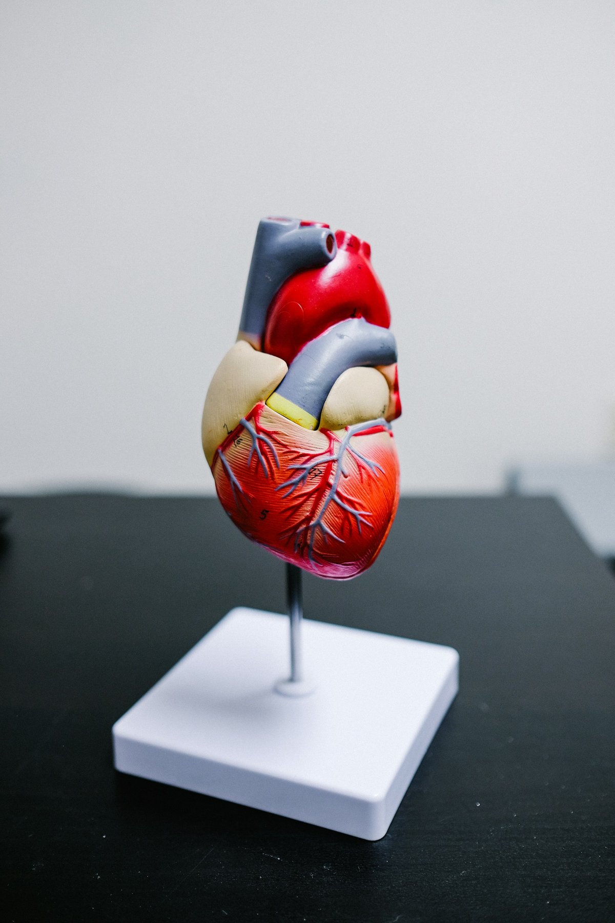 En anatomisk modell av ett hjärta.
