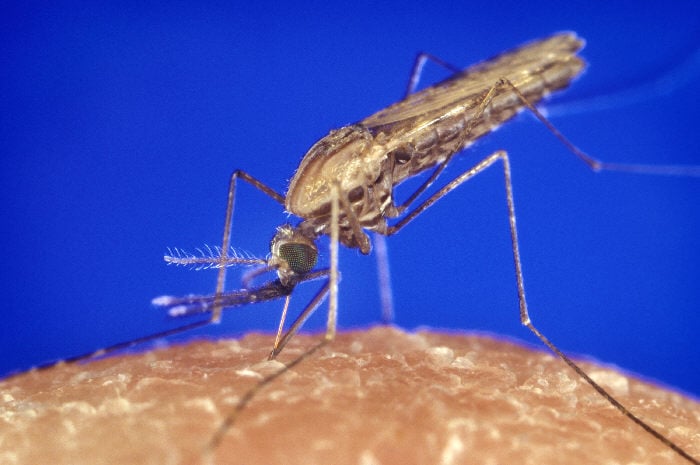 En hona av malariamyggan Anopheles gambiae suger blod.