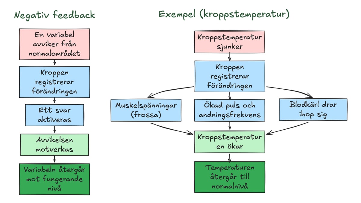 Negativ feedback i homeostas