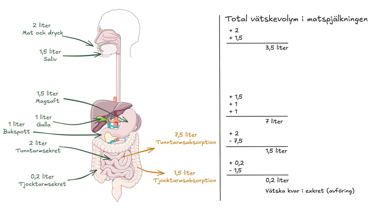 Detaljerad bild över hur mycket vätska som tas upp respektive återabsorberas i matspjälkningen. Detaljerad bild över vätskeabsorption i matspjälkningen