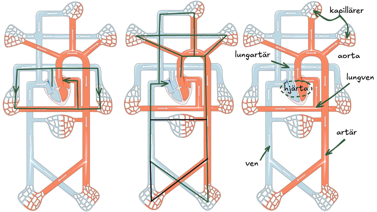 Schematisk bild över blodkärl