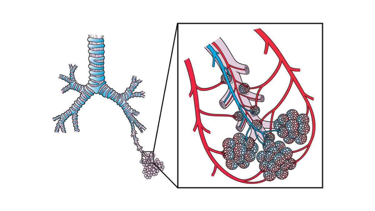Lungcirkulation