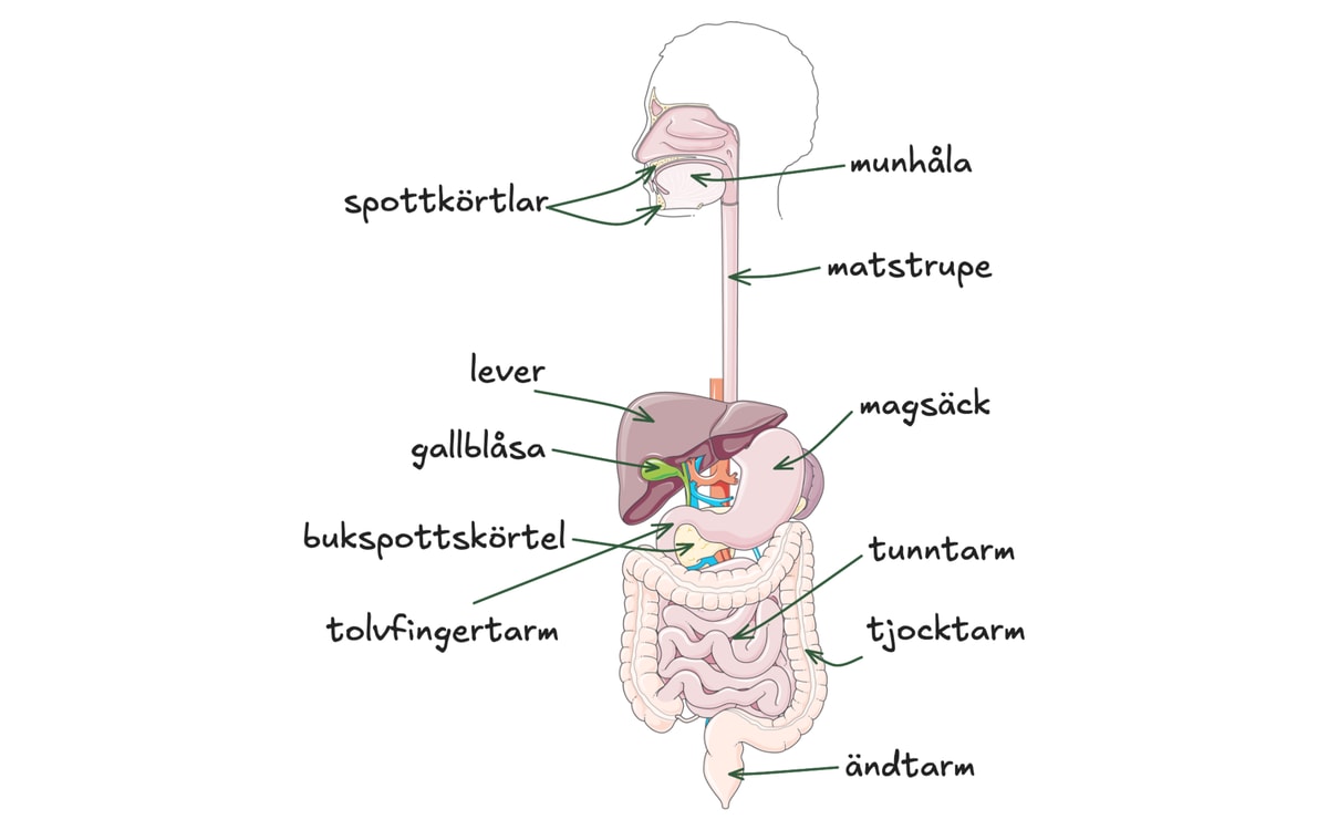 Anatomisk översikt för de mest väsentliga organen i matspjälkningsapparaten. Översikt av matspjälkningen