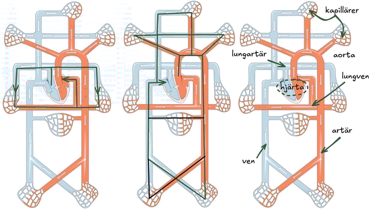 Schematisk bild över blodkärl