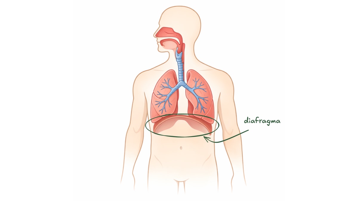 Andning och stödstruktur