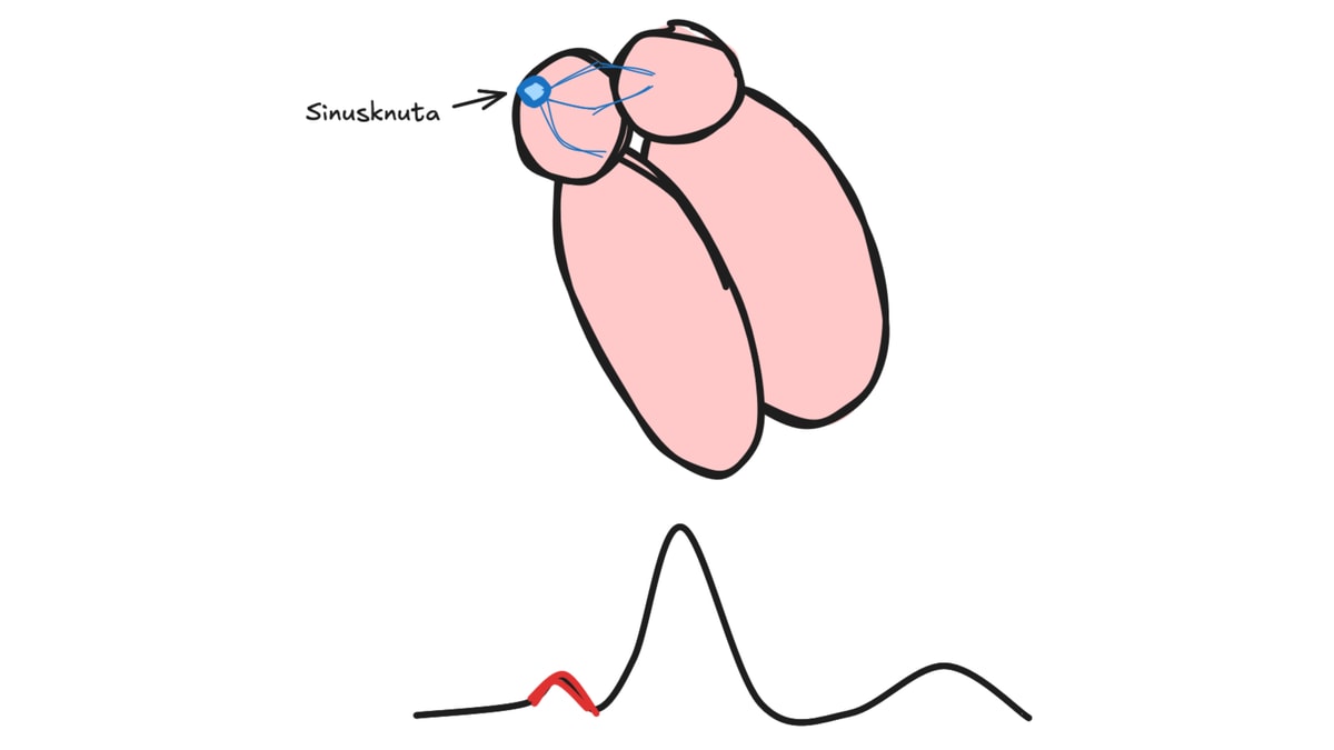 Förmakens depolarisering