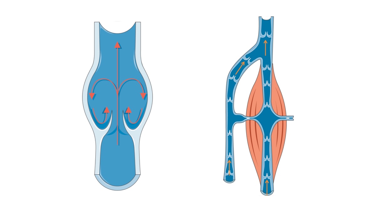 Venklaffar i cirkulationen