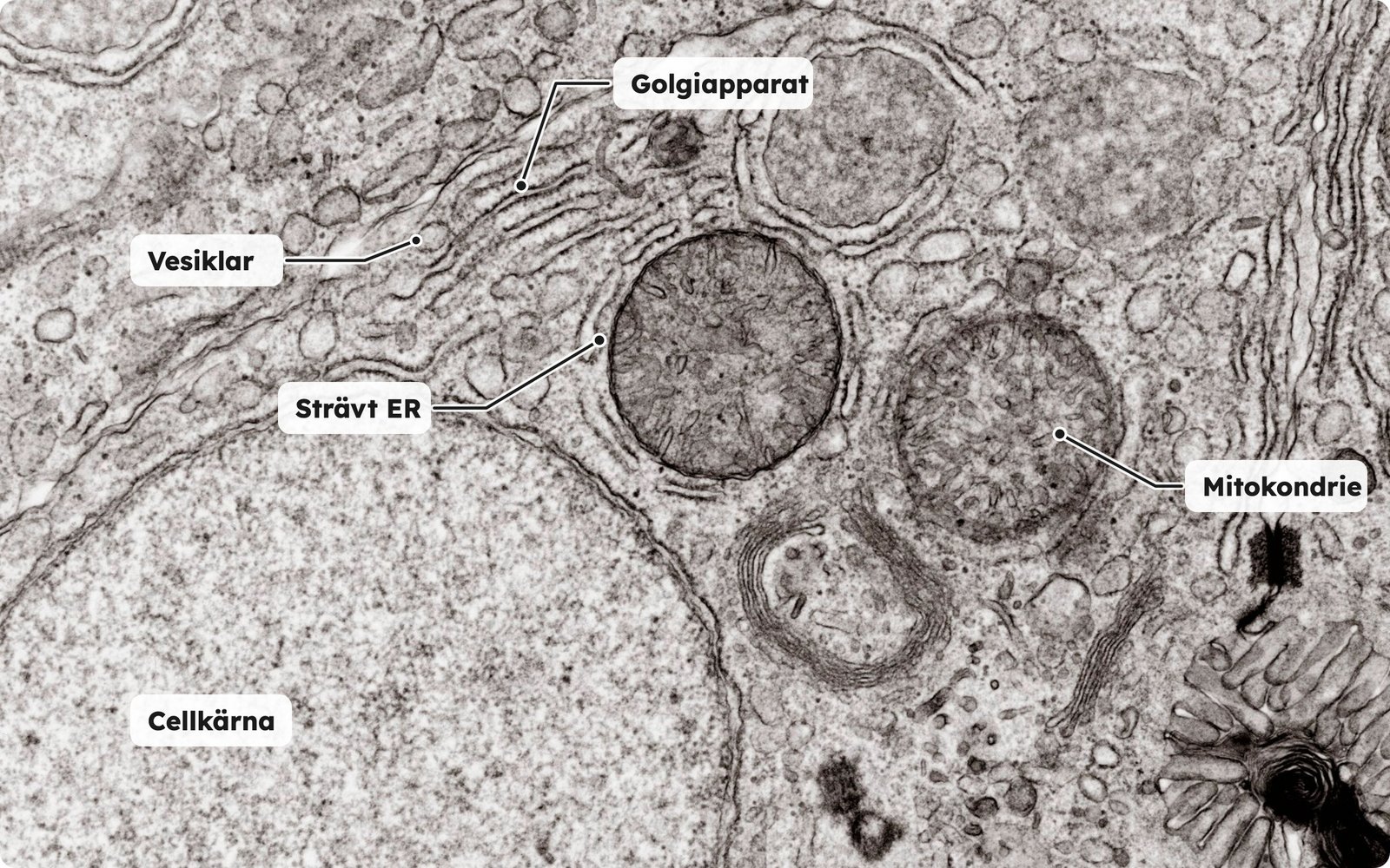 Transmissionselektronmikroskopbild av en levercell med svenska etiketter för golgiapparaten, vesiklar, strävt ER, en mitokondrie och cellkärnan.