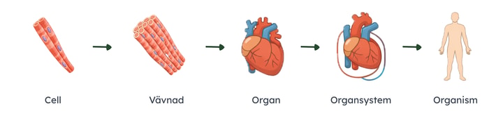 En modell som ordnar cell, vävnad, organ, organsystem och organism i biologiska organisationsnivåer.