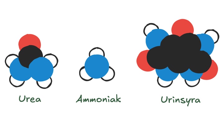 En jämförande modell av hur olika organismer utsöndrar ammoniak, urea eller urinsyra.