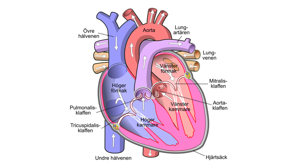 Anatomiskt tvärsnitt av hjärta