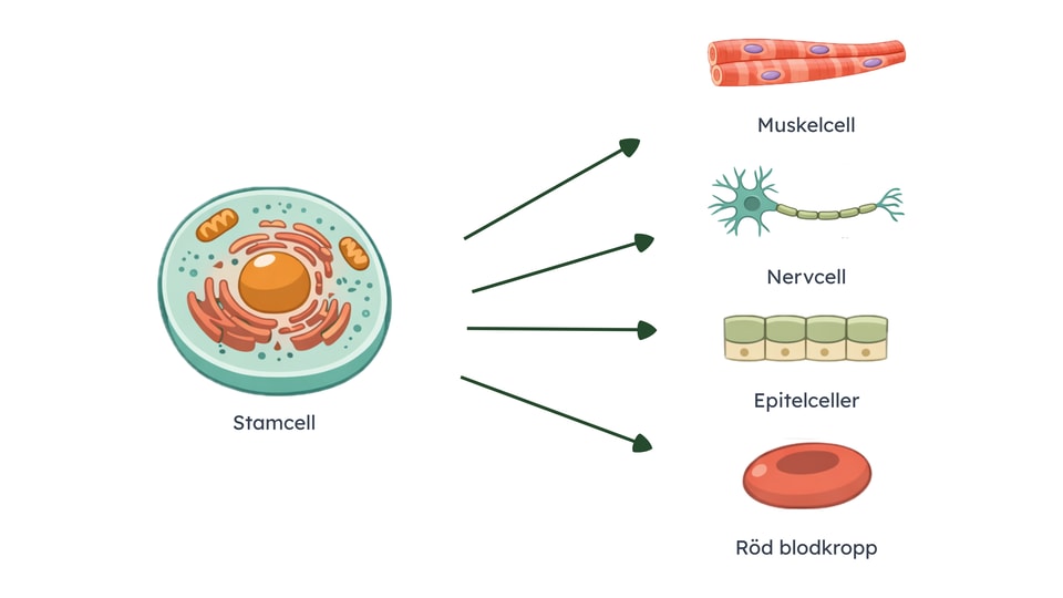 Cell till specialicerad cell