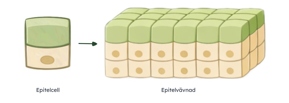 Epitelcell till epitelvävnad