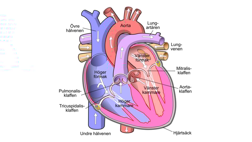 Anatomiskt tvärsnitt av hjärta