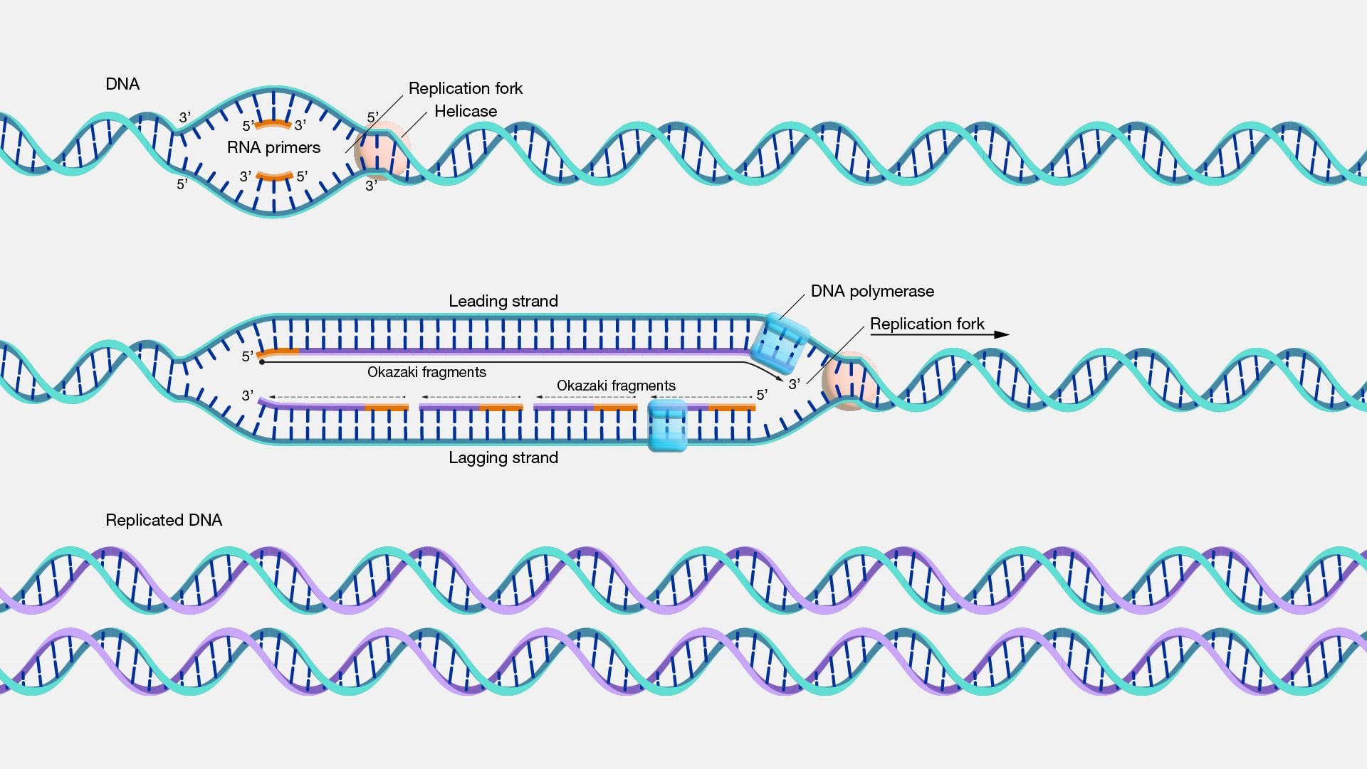 DNA-replikation - genome.gov