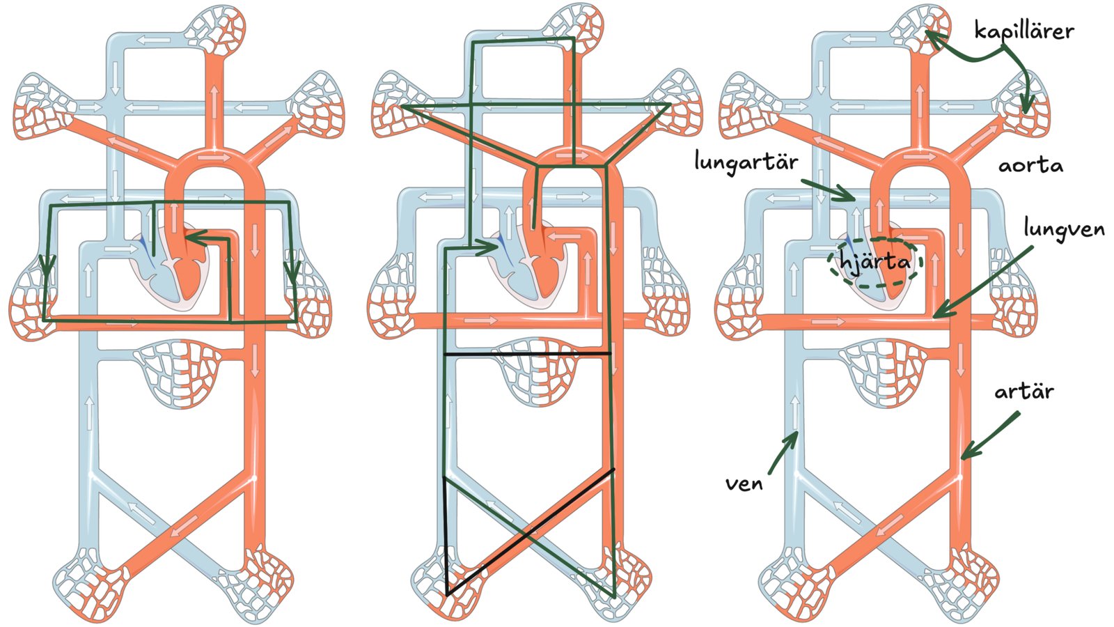 Schematisk bild över blodkärl