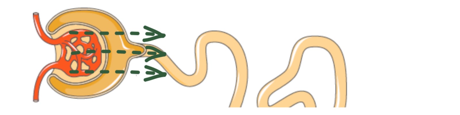 Glomeruli