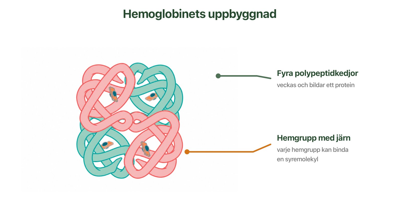 Hemoglobin med fyra polypeptidkedjor och fyra hemgrupper med järn.