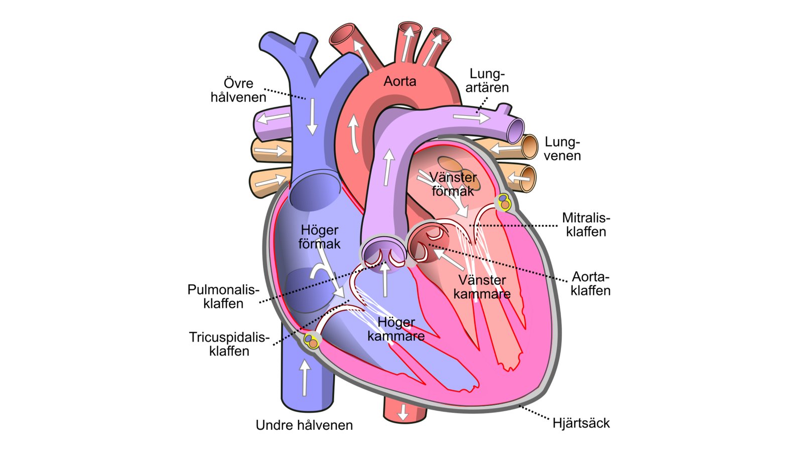Anatomiskt tvärsnitt av hjärta