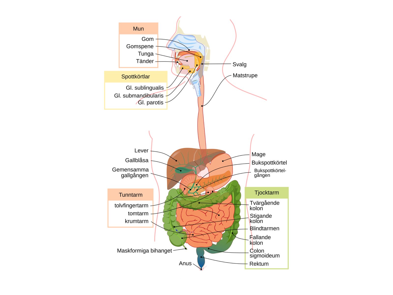 Matspjälkningssystemet (diagram)