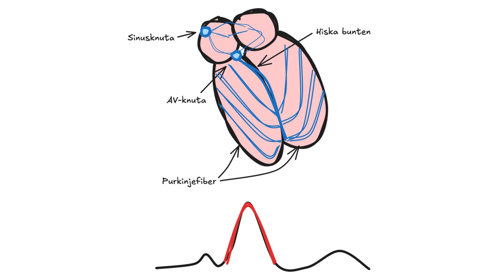 Purkinjefibrer