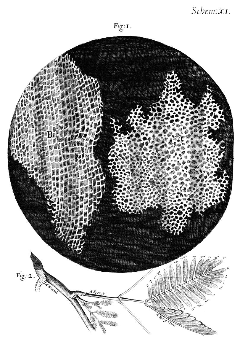 Korkceller ur Micrographia