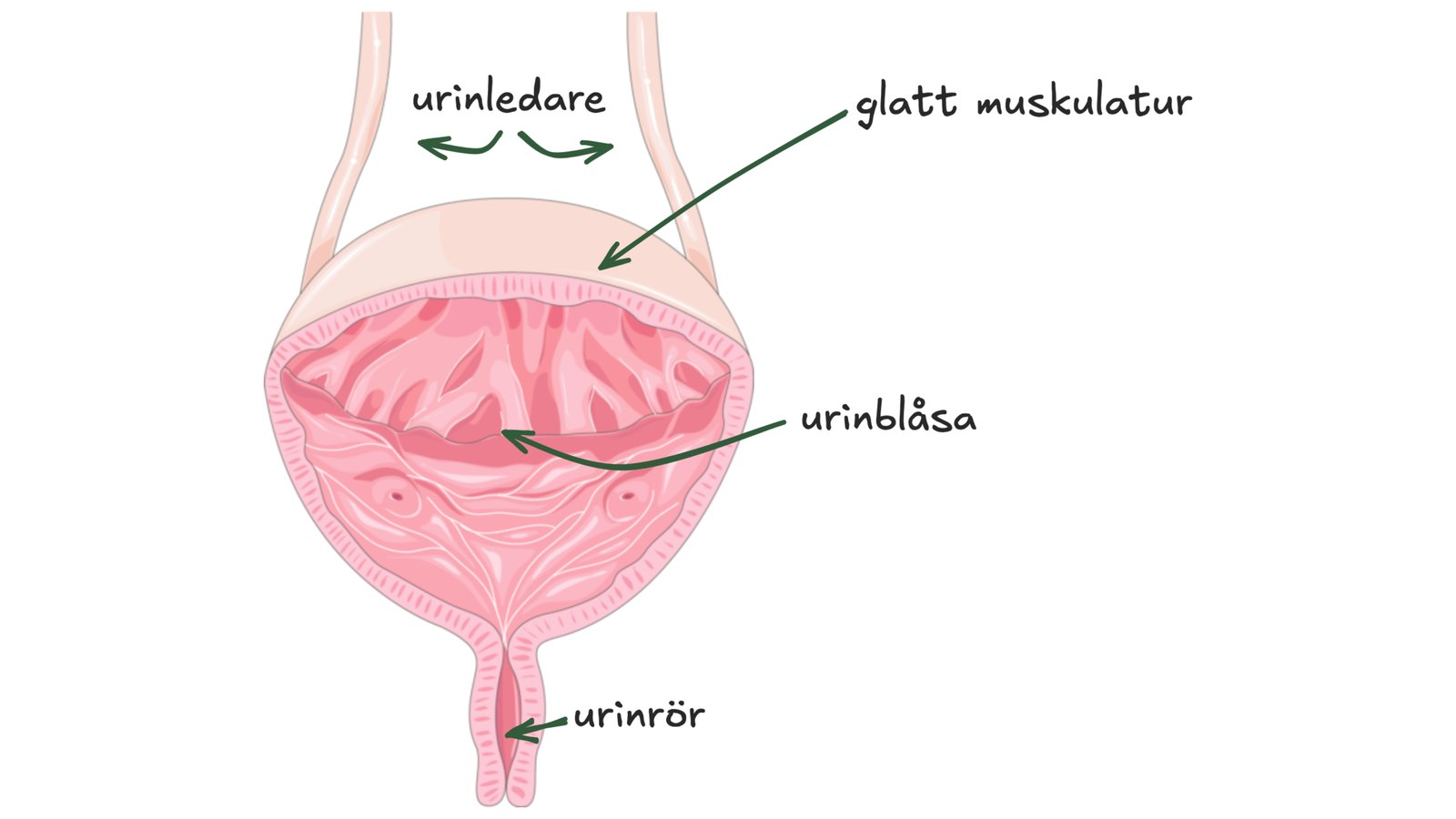 Urinblåsans anatomi