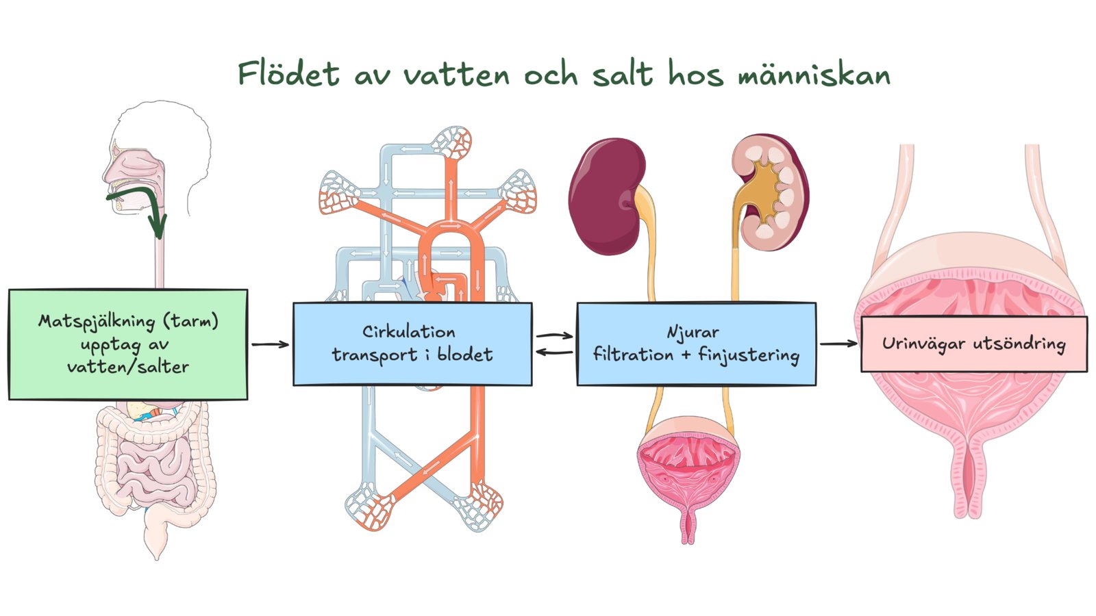 Flödet av vätskor/salt i människokroppen