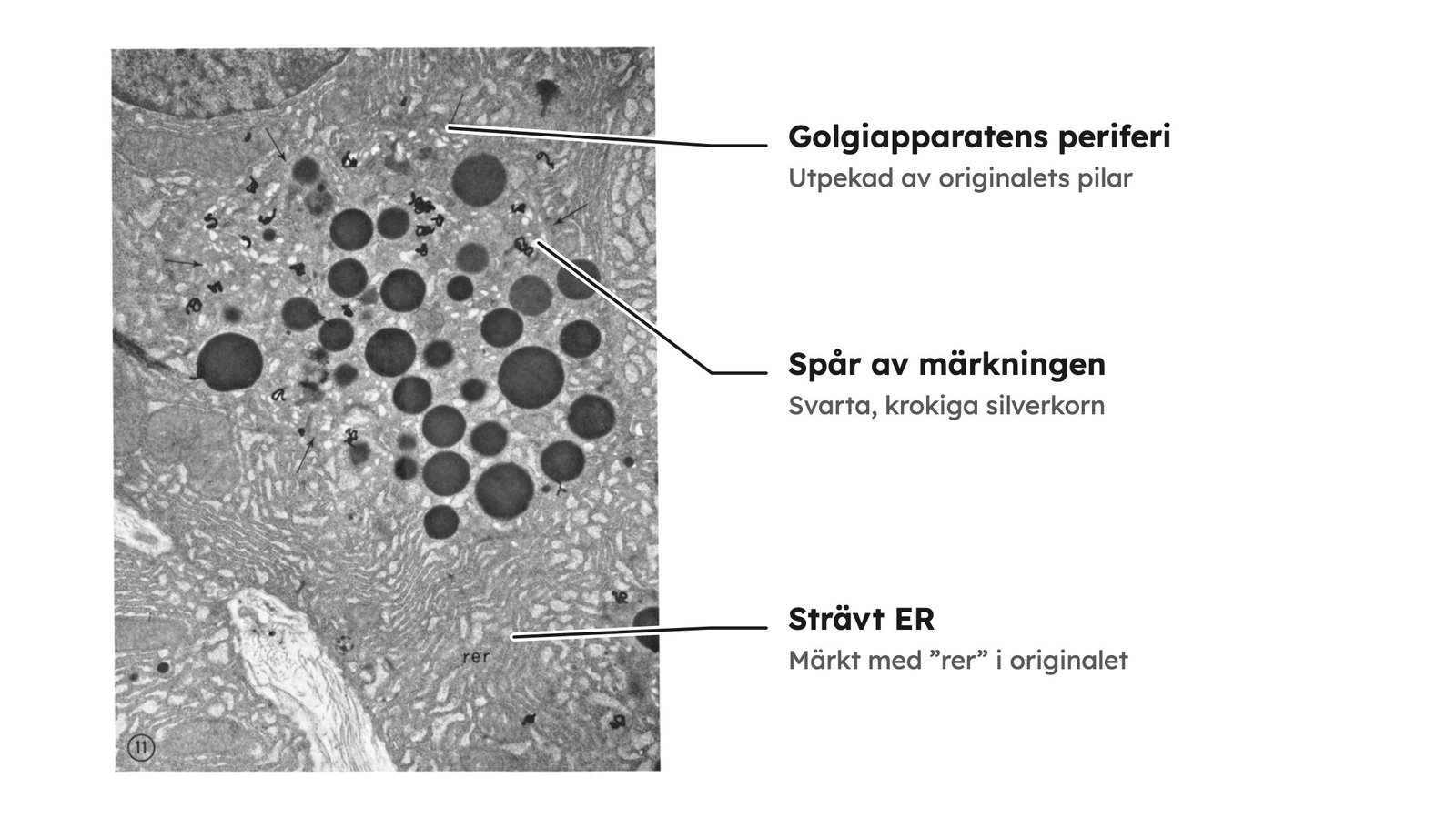 Originalbild från Jamieson och Palades försök 1967. Svenska etiketter pekar ut golgiapparatens periferi, strävt ER och svarta, krokiga silverkorn som visar spår av den radioaktiva märkningen.