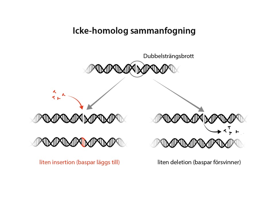 CRISPR/CAS9
